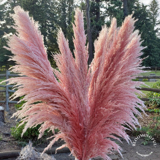 X-Large, Extra Fluffy Pampas Grass (3ft)- Heather Watermelon