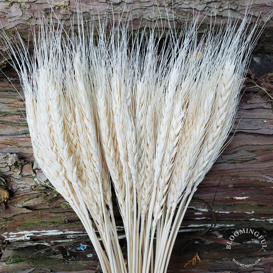 Dried Wheat White